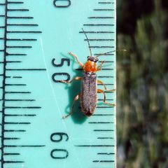 Cantharis lateralis