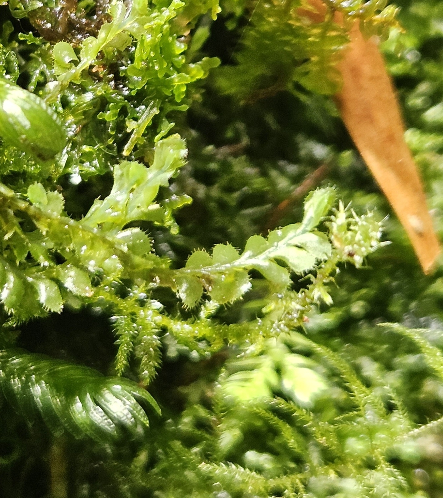 Plagiochila longispina