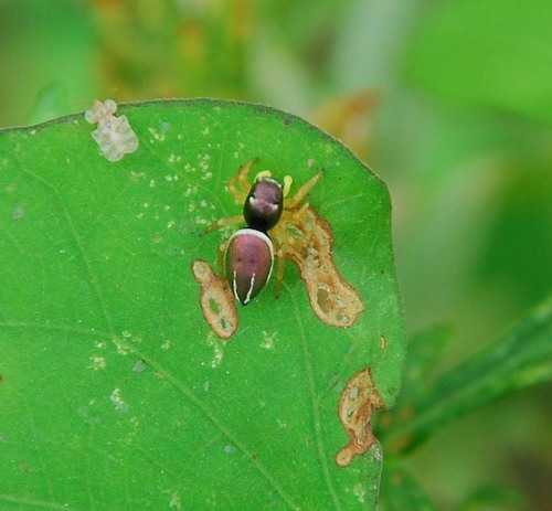 Heliophanus ussuricus