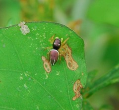 Heliophanus ussuricus