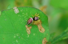Heliophanus ussuricus