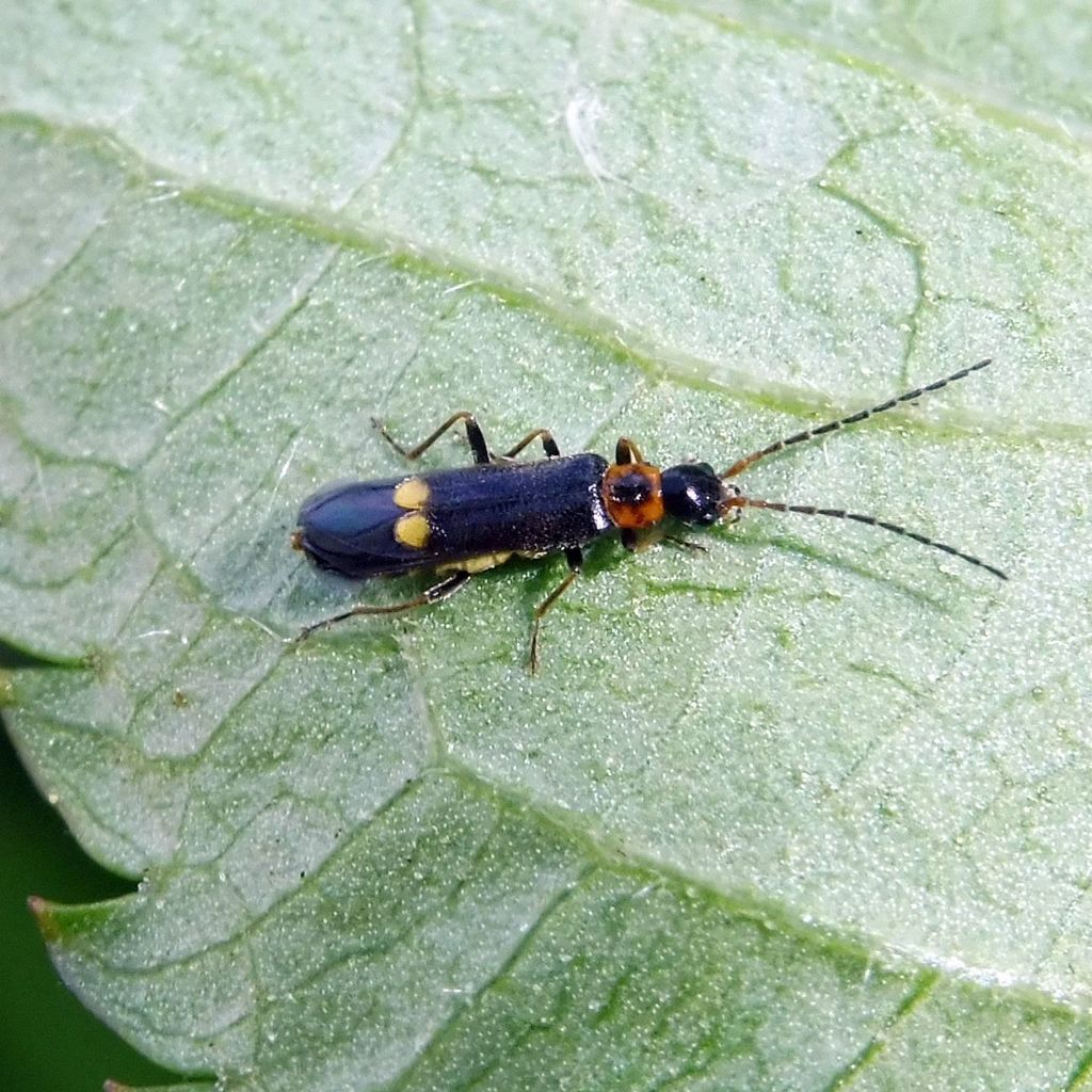 Malthodes minimus