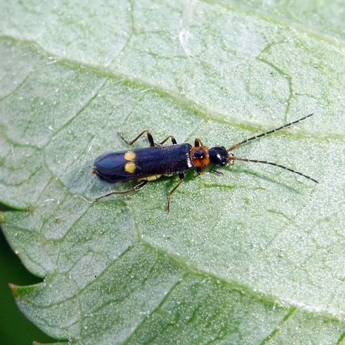 Malthodes minimus