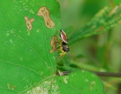Heliophanus ussuricus