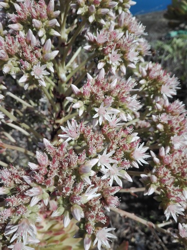 Aeonium urbicum