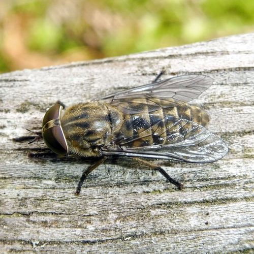 Band-eyed Brown Horse Fly (Tabanus bromius) · iNaturalist