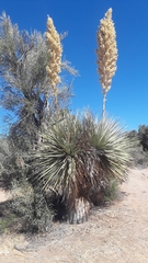 Nolina bigelovii