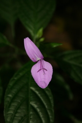 Acanthaceae