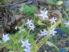 Campanula sparsa sphaerothrix