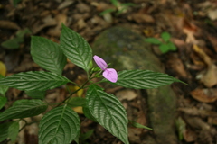 Acanthaceae