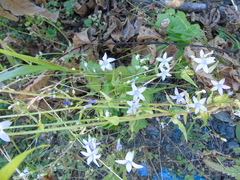 Campanula sparsa sphaerothrix