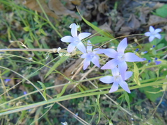 Campanula sparsa sphaerothrix
