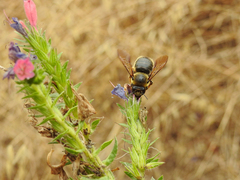 Xylocopa cantabrita