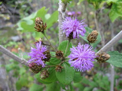 Vernonia alamanii