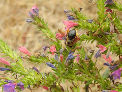 Xylocopa cantabrita