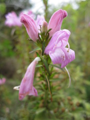 Lamourouxia dasyantha