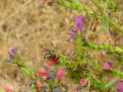 Xylocopa cantabrita