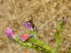 Xylocopa cantabrita