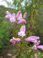 Lamourouxia dasyantha