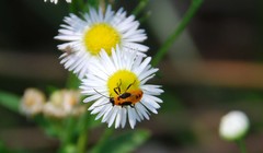 Tropidothorax cruciger