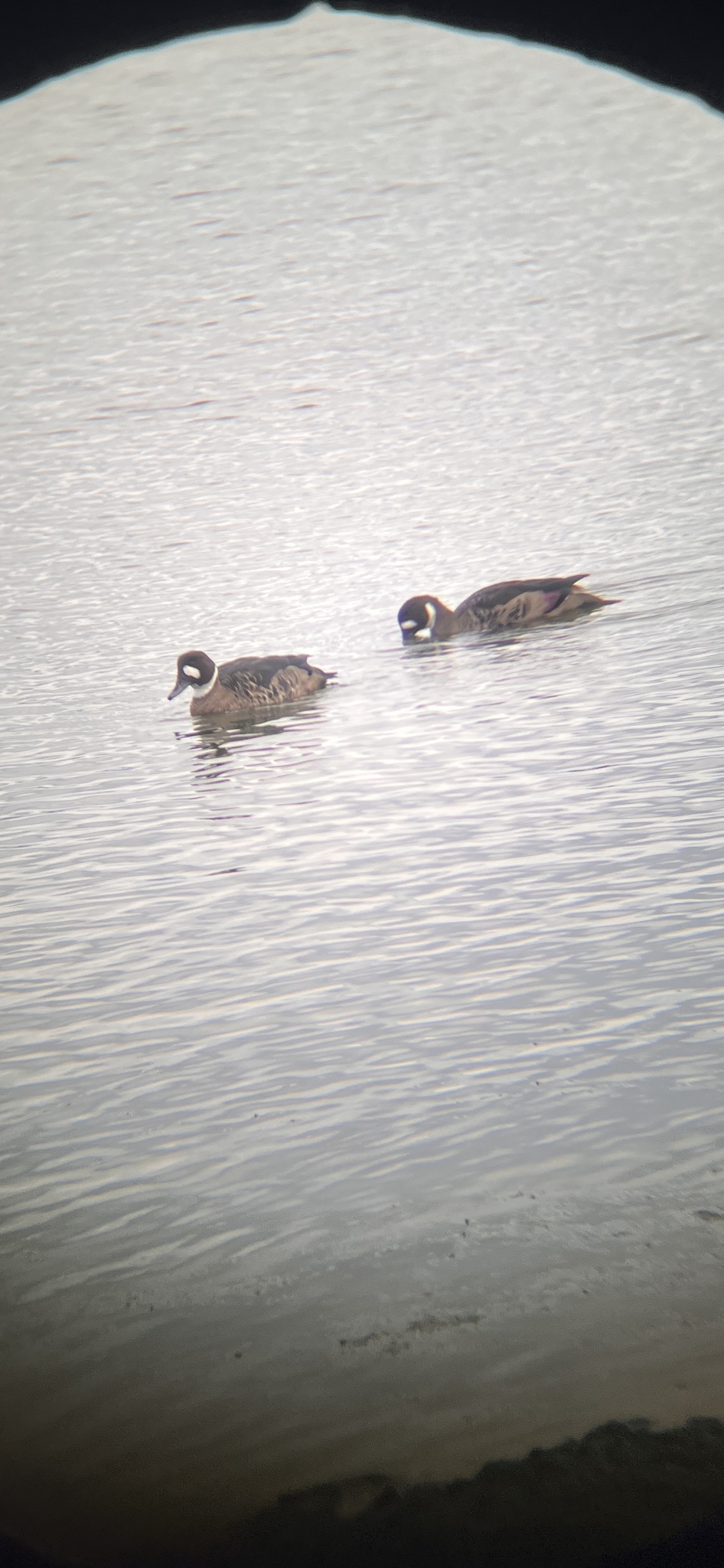 Bronze-winged Duck (Speculanas specularis), photo 8