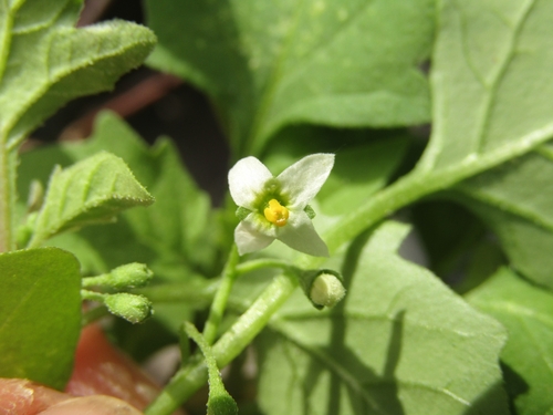 Solanum sanfurgoi, photograph 6