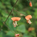Hylodesmum repandum - Photo (c) P Jeganathan, algunos derechos reservados (CC BY)