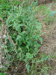 Chenopodiastrum hybridum