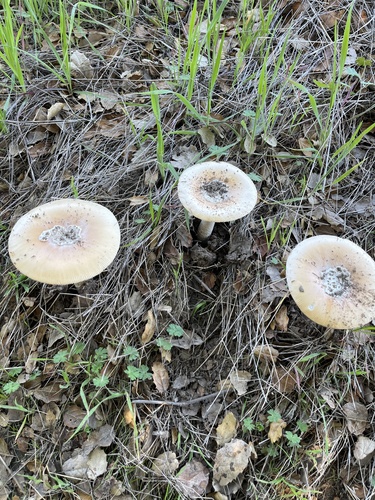iNaturalist observation photo of amanita mushrooms