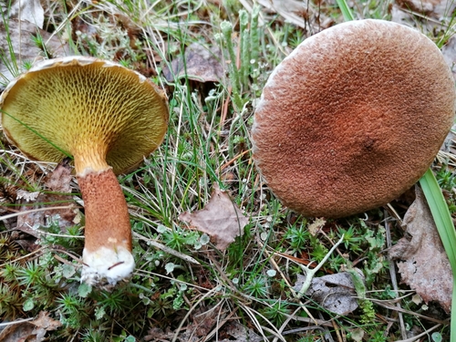 Hollow Bolete