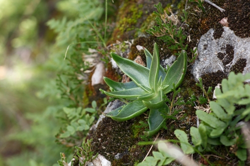 Dudleya lanceolata (Nutt.) Britton & Rose