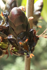 Strobilanthes lurida