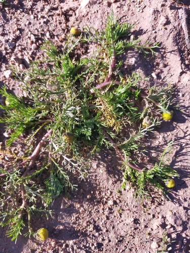Golden Mayweed (Matricaria aurea)
