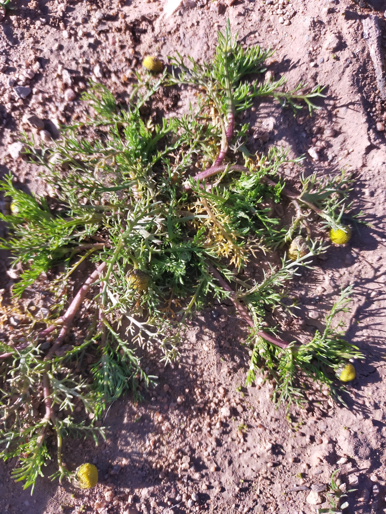 Golden Mayweed (Matricaria aurea)