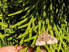 Ecliptopera silaceata