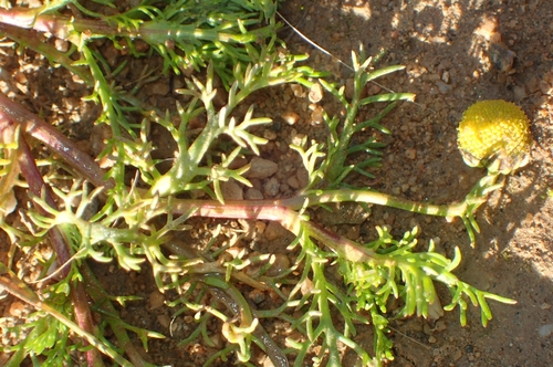 Image of Matricaria aurea by (c) Jorge Íñiguez, some rights reserved (CC BY)