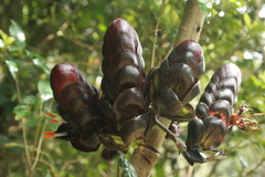 Strobilanthes lurida