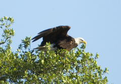 Haliaeetus leucocephalus leucocephalus