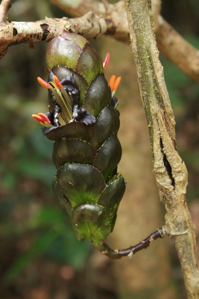 Strobilanthes lurida