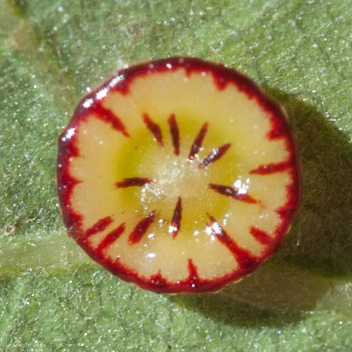 Disc Gall Wasp