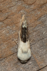 Ponometia erastrioides