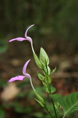 Acanthaceae