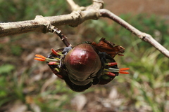 Strobilanthes lurida