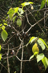Strobilanthes lurida