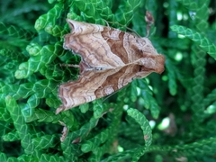 Phlogophora periculosa