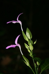 Acanthaceae
