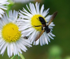 Tachinidae