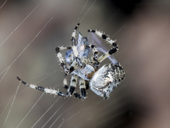 Araneus tartaricus