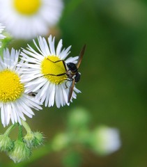 Tachinidae