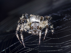 Araneus tartaricus